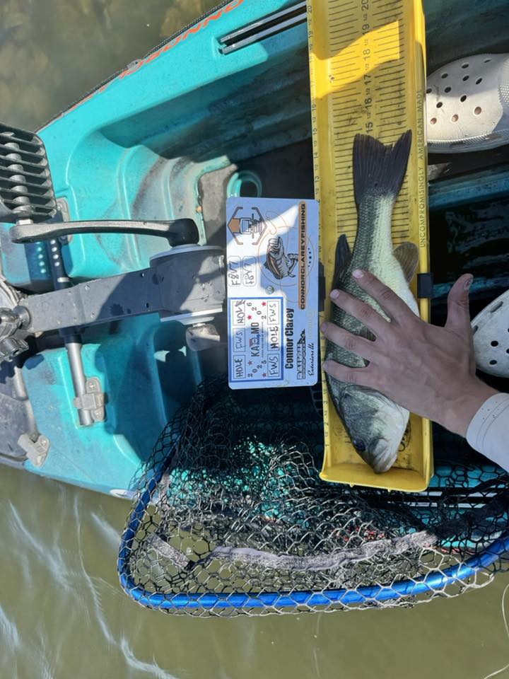 Double Up Series Identifiers image 7