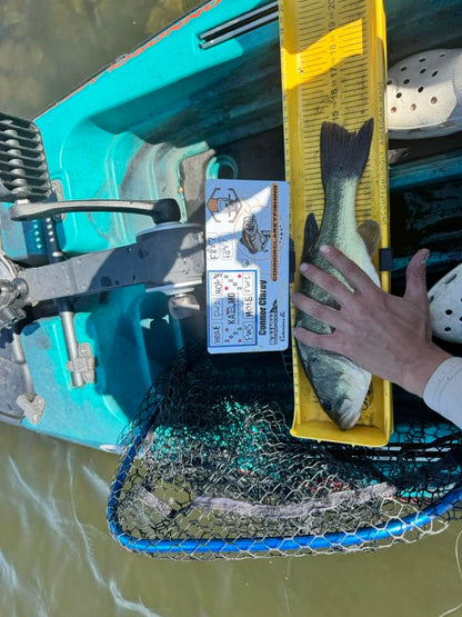 Double Up Series Identifiers image 7